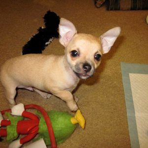 Meet your Posher, Ron